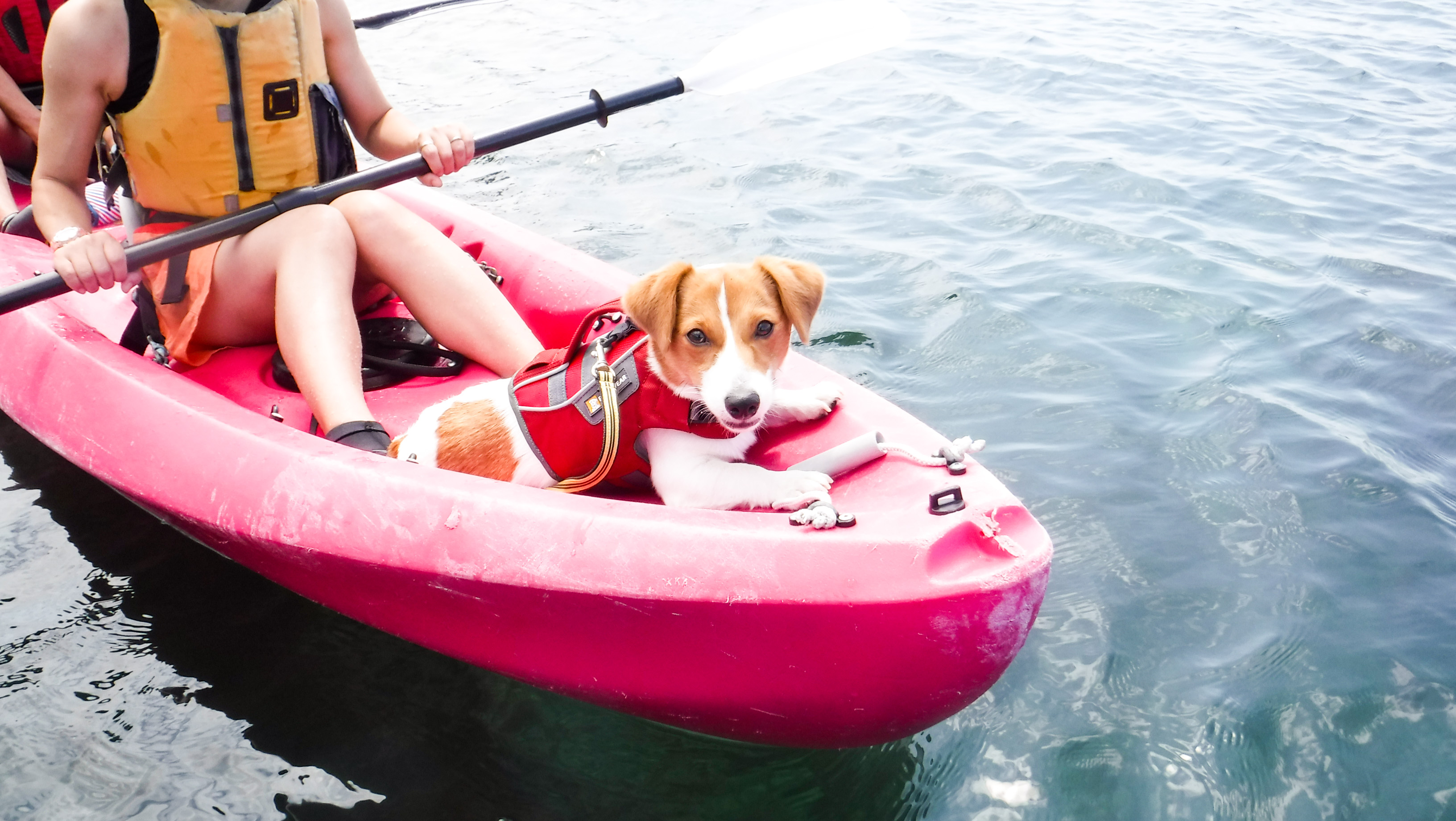 ワンちゃんと一緒にSUP kayak